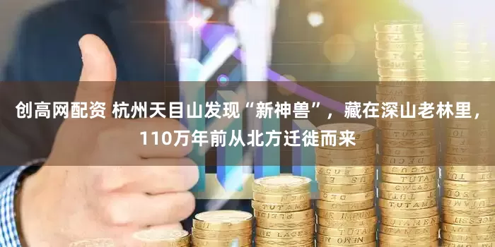 创高网配资 杭州天目山发现“新神兽”，藏在深山老林里，110万年前从北方迁徙而来